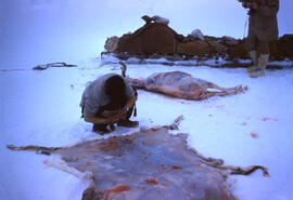 A caribou shot by Kalout, Eskimo guide. Seepage 9 of the Diary for in-depth description of these ...