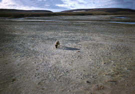 An example of tundra topography, with a meadow of Arctic poppies.