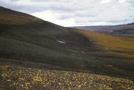 An example of tundra topography, with a meadow of Arctic poppies.